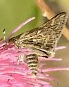 Carus Skipper - Hodges#4015 - photo 2