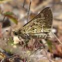 Carus Skipper - Hodges#4015 - photo 3