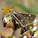 Carus Skipper - Hodges#4015 - photo 4