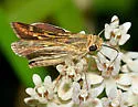 Carus Skipper - Hodges#4015 - photo 5