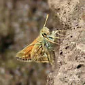 Draco Skipper - Hodges#4039
