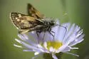 Draco Skipper - Hodges#4039 - photo 2