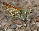 Draco Skipper - Hodges#4039 - photo 3
