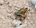 Draco Skipper - Hodges#4039 - photo 4