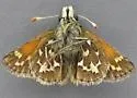 Draco Skipper - Hodges#4039 - photo 5