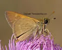 Crossline Skipper - Hodges#4042