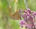 Crossline Skipper - Hodges#4042 - photo 2