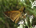 Crossline Skipper - Hodges#4042 - photo 3