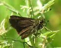 Crossline Skipper - Hodges#4042 - photo 4