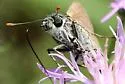 Crossline Skipper - Hodges#4042 - photo 5