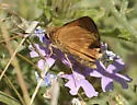 Southern Broken-Dash - Hodges#4046 - photo 2