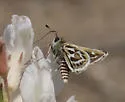 Rhesus Skipper - Hodges#4014