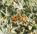 Sandhill Skipper - Hodges#4037 - photo 2