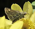 Sandhill Skipper - Hodges#4037 - photo 3