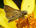 Sandhill Skipper - Hodges#4037 - photo 4