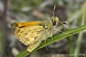 Sandhill Skipper - Hodges#4037 - photo 5