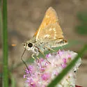 Sonoran Skipper - Hodges#4044