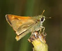 Sonoran Skipper - Hodges#4044 - photo 2