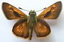 Sonoran Skipper - Hodges#4044 - photo 3