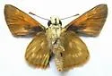 Sonoran Skipper - Hodges#4044 - photo 4