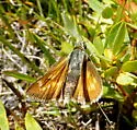 Sonoran Skipper - Hodges#4044 - photo 5