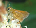 Tawny-edged Skipper - Hodges#4041