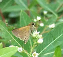 Tawny-edged Skipper - Hodges#4041 - photo 2