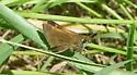 Tawny-edged Skipper - Hodges#4041 - photo 3