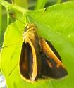 Tawny-edged Skipper - Hodges#4041 - photo 4