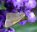 Tawny-edged Skipper - Hodges#4041 - photo 5