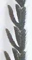 Pollaclasis bifaria - photo 2