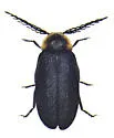 Pollaclasis bifaria - photo 5