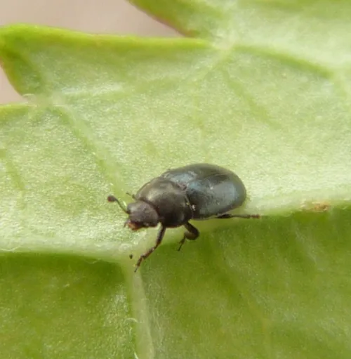 Pollen Beetle - photo 2