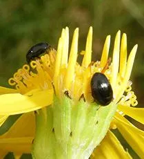 Pollen Beetle - photo 3