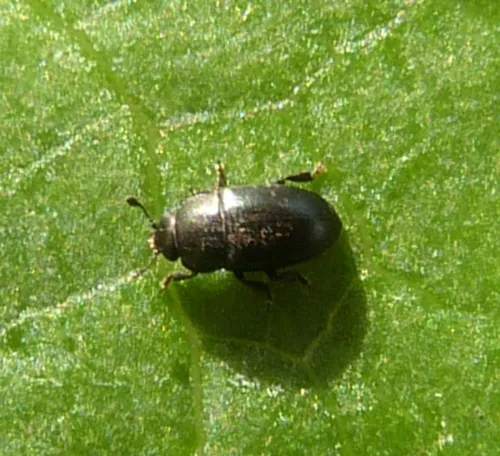 Pollen Beetle - photo 4