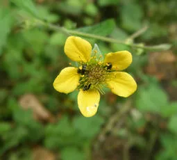 Pollen Beetle - photo 5