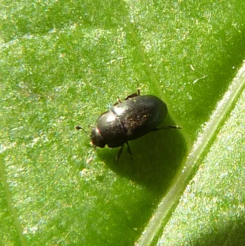 Pollen Beetle - photo 6