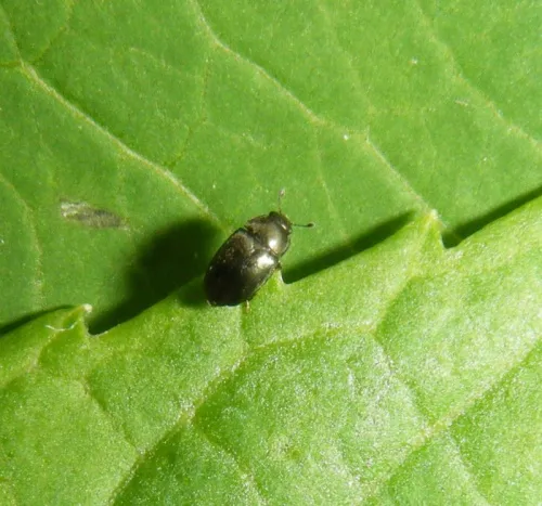 Pollen Beetle - photo 7