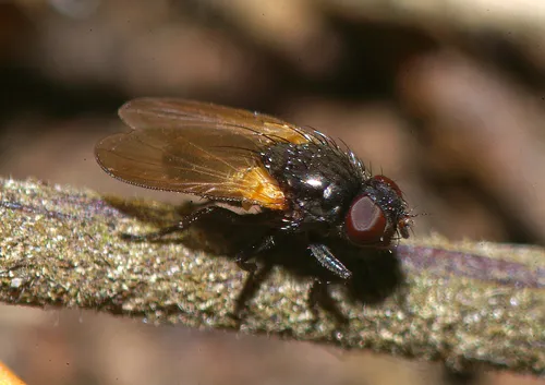 Pollenia advena