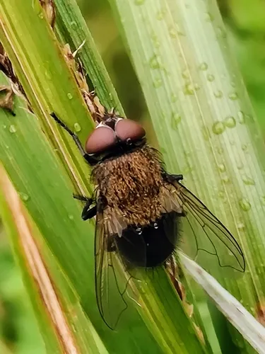 Pollenia amentaria