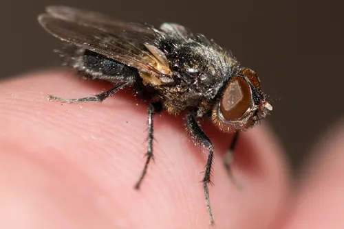 Pollenia atramentaria