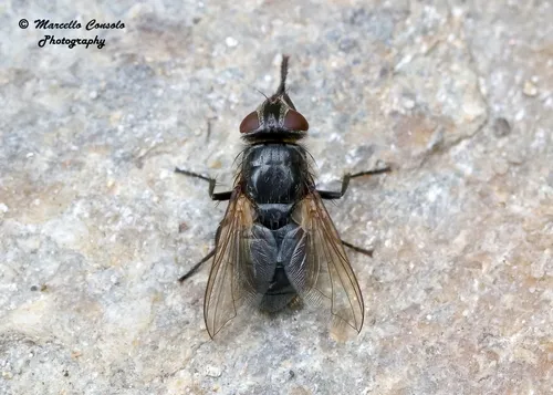 Pollenia leclercqiana