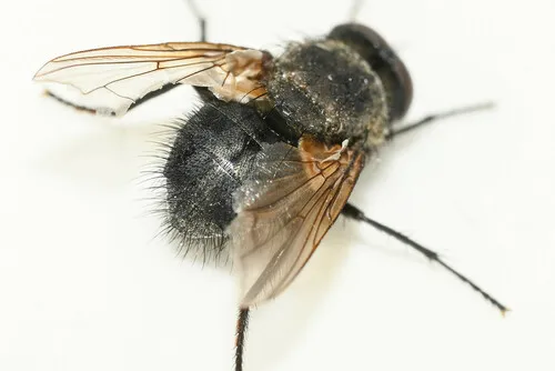Pollenia pectinata