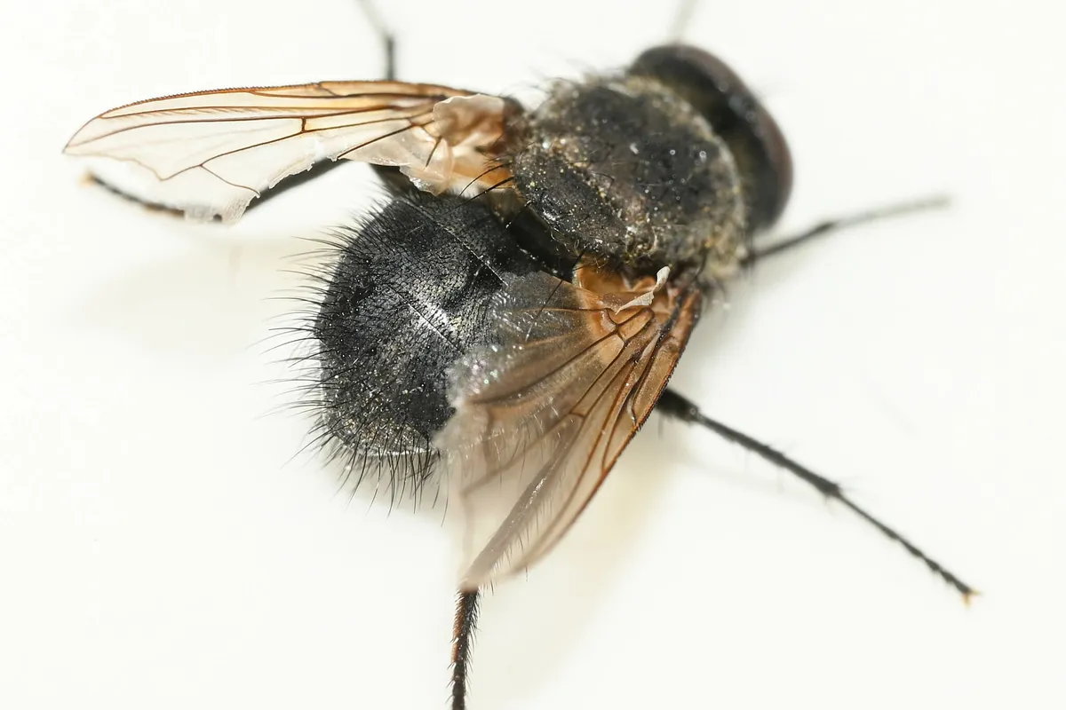 Pollenia pectinata - photo 3