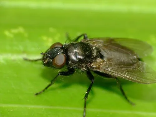 Pollenia pernix