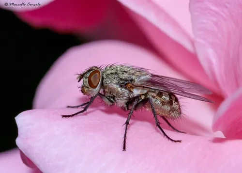 Awkward Clusterfly