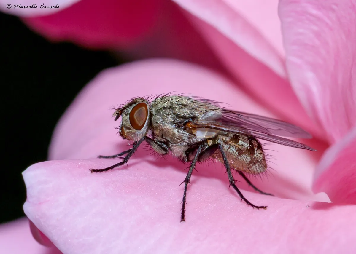 Awkward Clusterfly - photo 3
