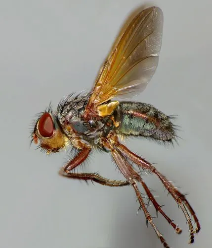 Pollenia uniseta