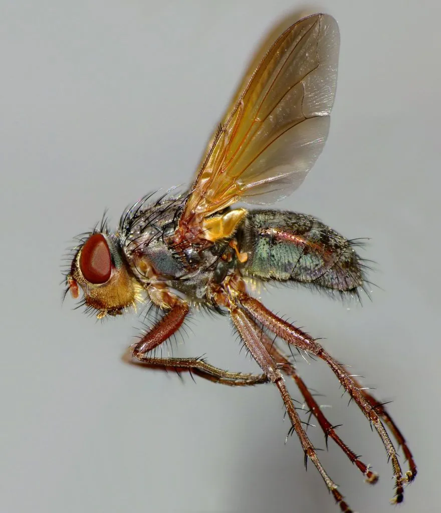 Pollenia uniseta - photo 2