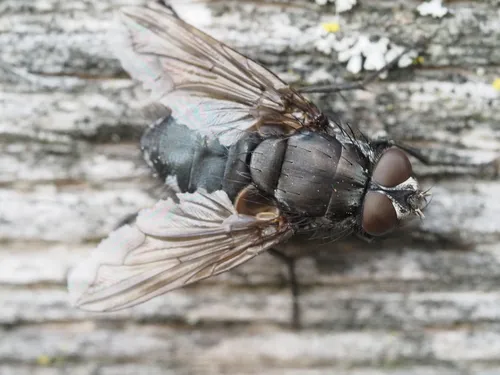 Pollenia vagabunda